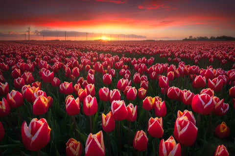 Endless Tulips